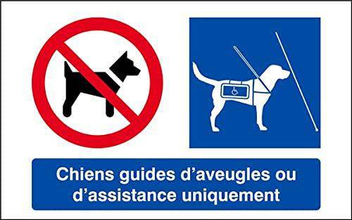 Les chiens guides ou du0027assistance - Ville de Nice