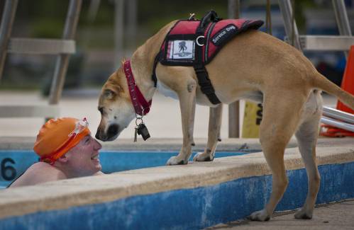 Les chiens guides ou du0027assistance - Ville de Nice